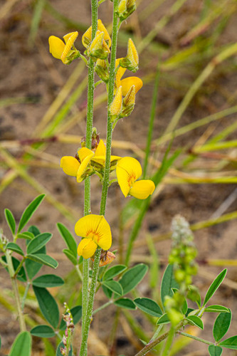 Crotalaria platysepala
