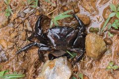 Barytelphusa cunicularis