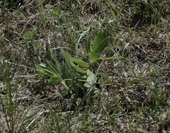 Asclepias lanuginosa