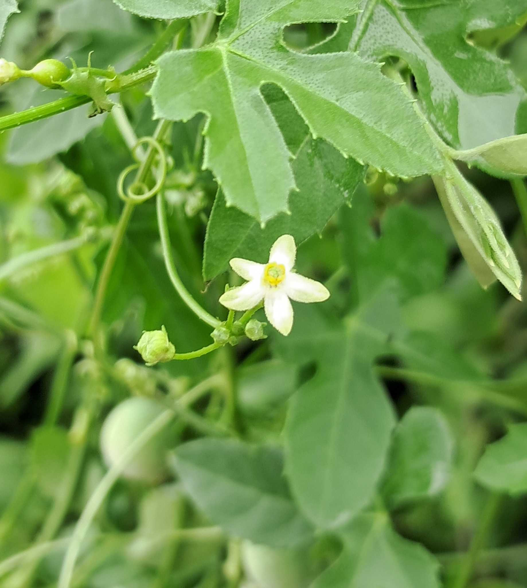 Imagem de Melancia-do-campo