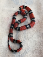 Erythrolamprus bizona