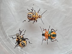 Eocanthecona furcellata