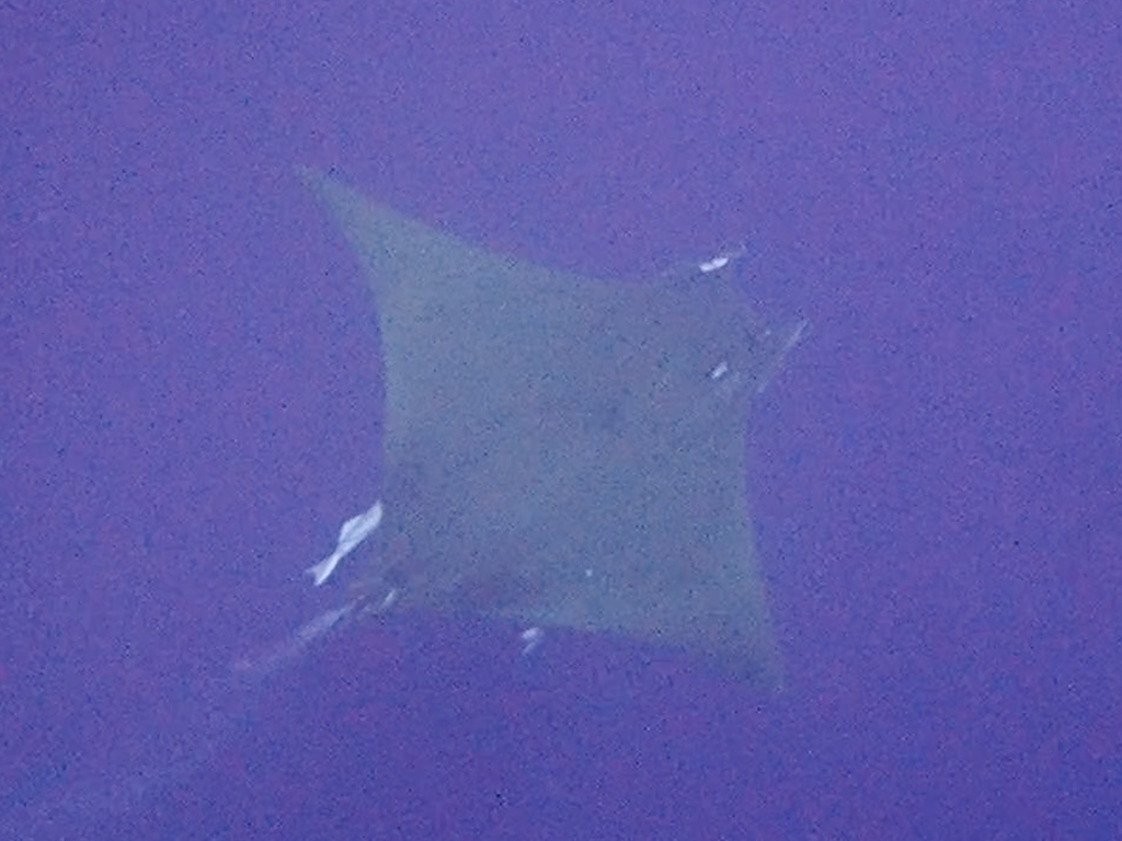 Sicklefin Devil Ray