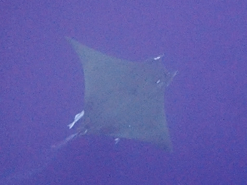Sicklefin Devil Ray