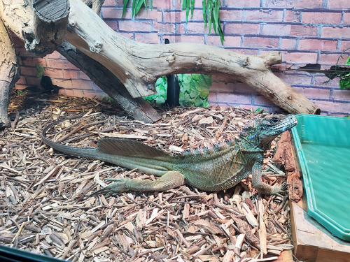 (Amboina) Sailfin Lizard, Hydrosaurus amboinensis