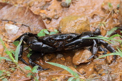 Barytelphusa cunicularis