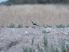 Oenanthe hispanica