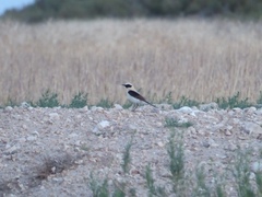 Oenanthe hispanica