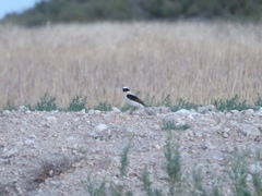 Oenanthe hispanica