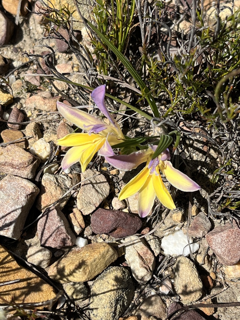 Babiana patula, Theewaterskloof Rural, WC, ZA