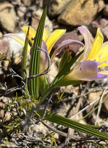 Babiana patula