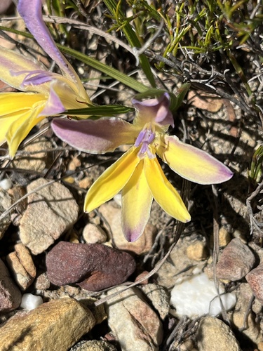 Babiana patula