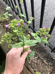 Mirabilis nyctaginea