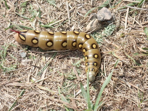 Hyles gallii