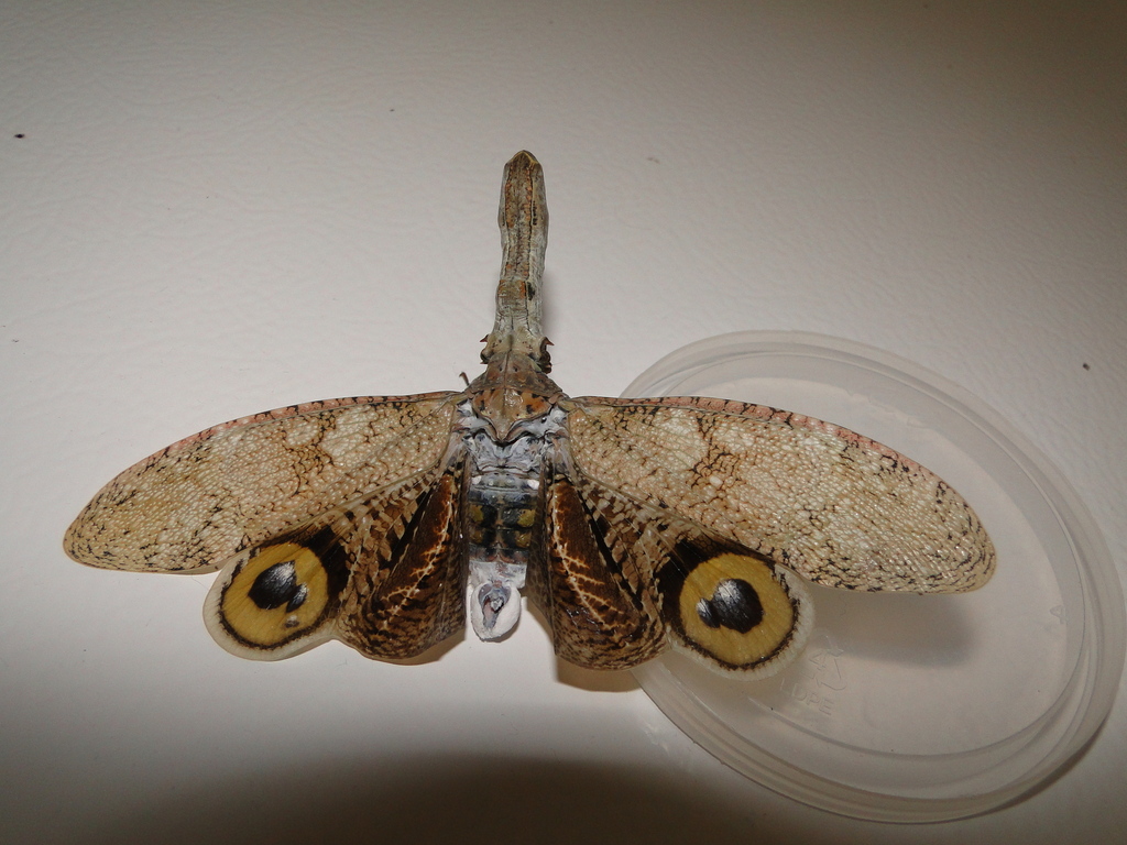 lanternfly