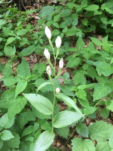 vtáčia prilba biela (Cephalanthera damasonium)
