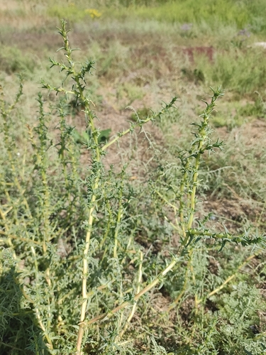 Image of Salsola soda by (c) KAnatoliy, some rights reserved (CC BY)