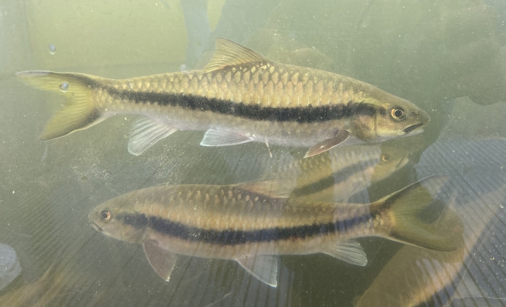 Golden Arrow Mahseer