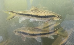 Golden Arrow Mahseer photo 1