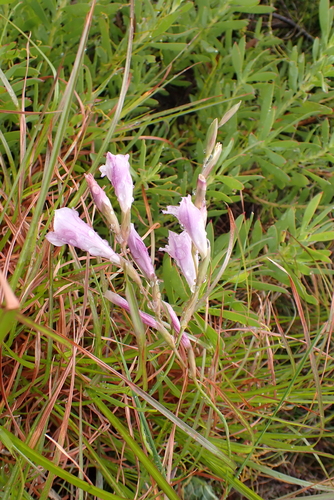 Image of Gladiolus hirsutus by (c) Karen Eichholz, some rights reserved (CC BY)