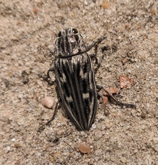 Chalcophora mariana