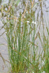 Juncus compressus