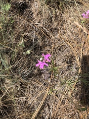 Clarkia pulchella