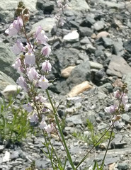 Linaria repens