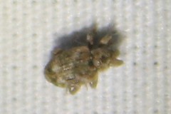 Conotrachelus recessus