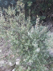 Agathosma crenulata