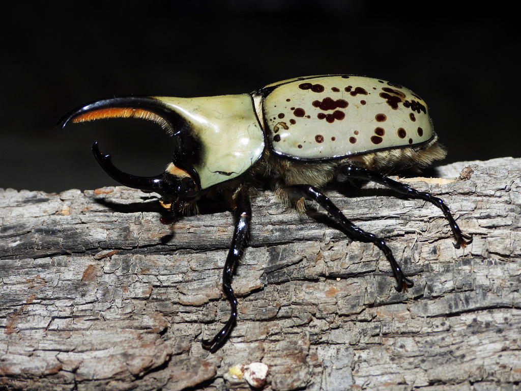 Grant's Hercules Beetle (Dynastinae of the United States
