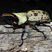 Grant's Hercules Beetle - Photo (c) Yinan Li, some rights reserved (CC BY-NC), uploaded by Yinan Li