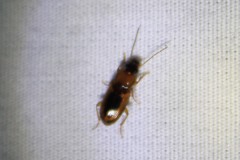 Stenolophus dissimilis