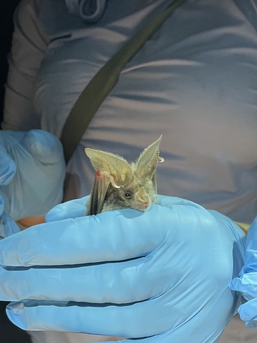 California Leaf-nosed Bat