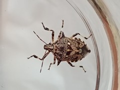 Eocanthecona furcellata
