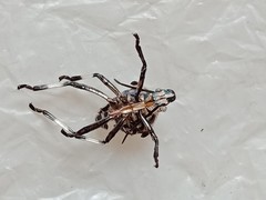 Eocanthecona furcellata