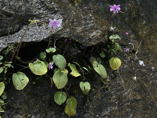 Image of Impatiens scapiflora by (c) Divya Mudappa, some rights reserved (CC BY-SA)