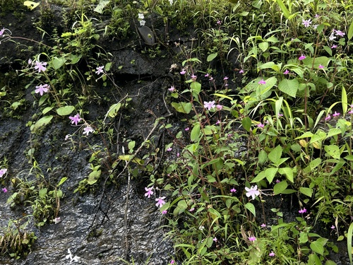 Image of Impatiens scapiflora by (c) Divya Mudappa, some rights reserved (CC BY-SA)