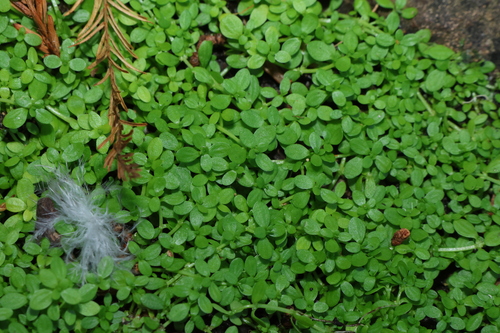 Callitriche capricorni (Callitriche capricorni)
