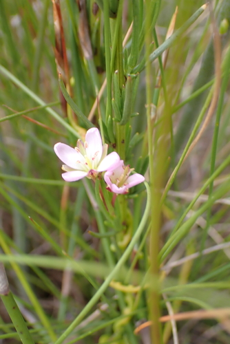 Image of Heliophila scoparia by (c) Karen Eichholz, some rights reserved (CC BY)