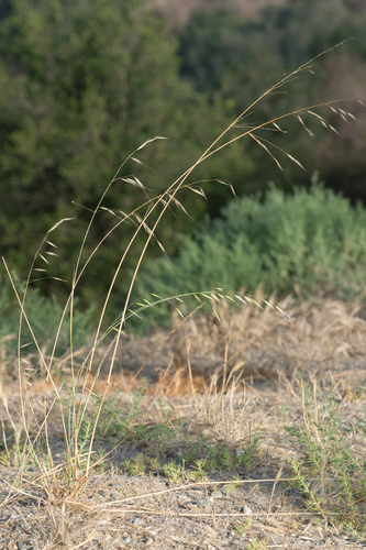 Avena barbata