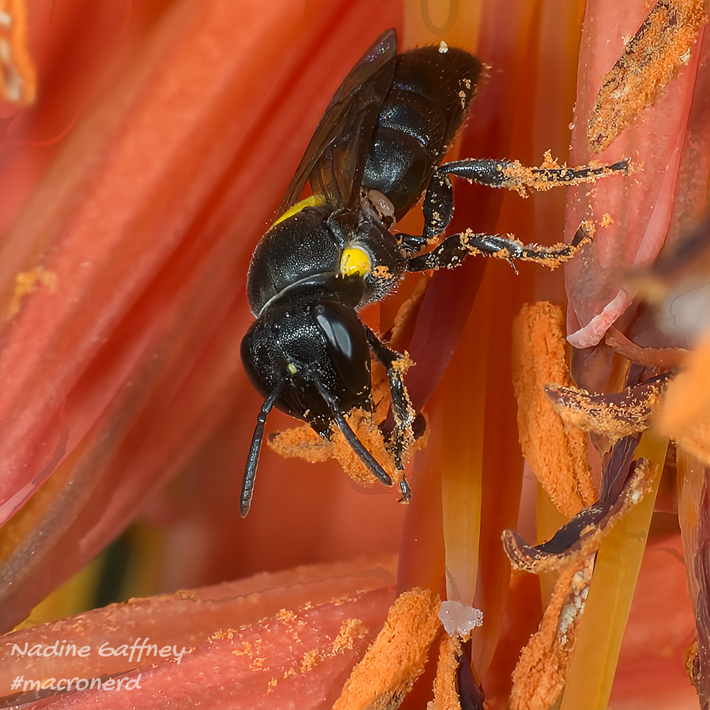 Dark-headed Dimorphic-Masked Bee