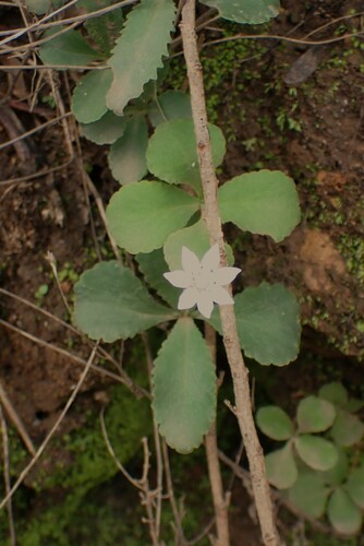 Image of Crassula capensis by (c) Karen Eichholz, some rights reserved (CC BY)