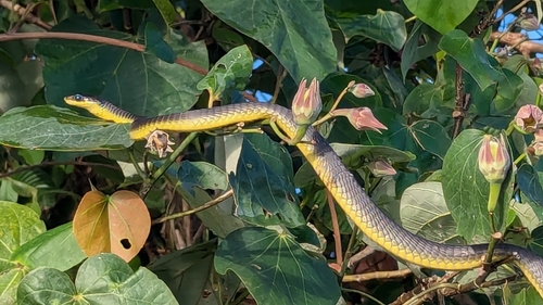 Common Tree Snake sighting