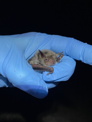 Cave Myotis (Myotis velifer), a species recorded in Texas