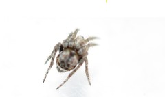 Pozonia