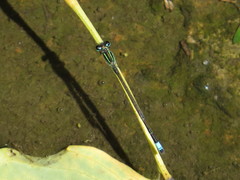 Ischnura senegalensis