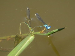 Pseudagrion microcephalum