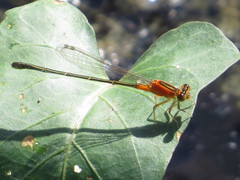 Ischnura senegalensis
