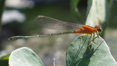 Ischnura senegalensis